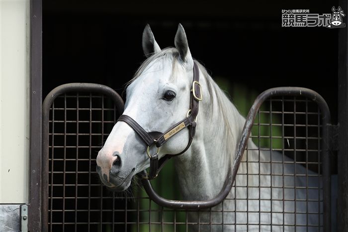 ゴールドシップとは？伝説の奇行で知られる芦毛の怪物馬の全貌