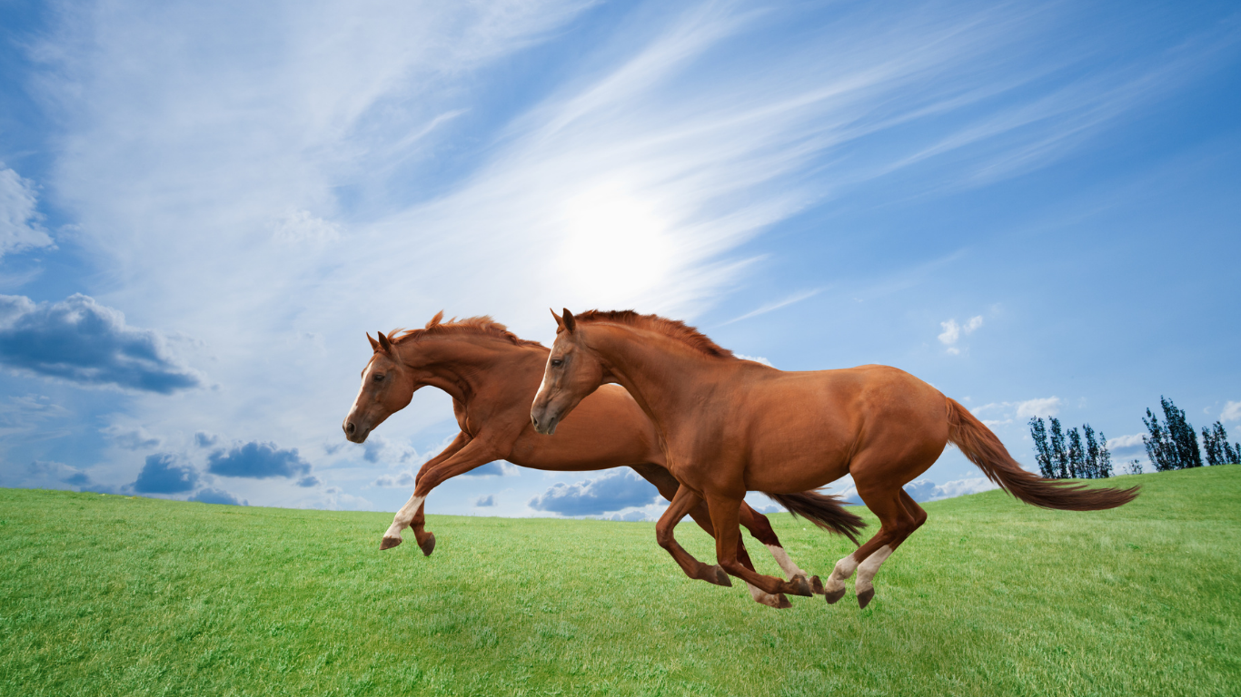 草原を駆ける馬