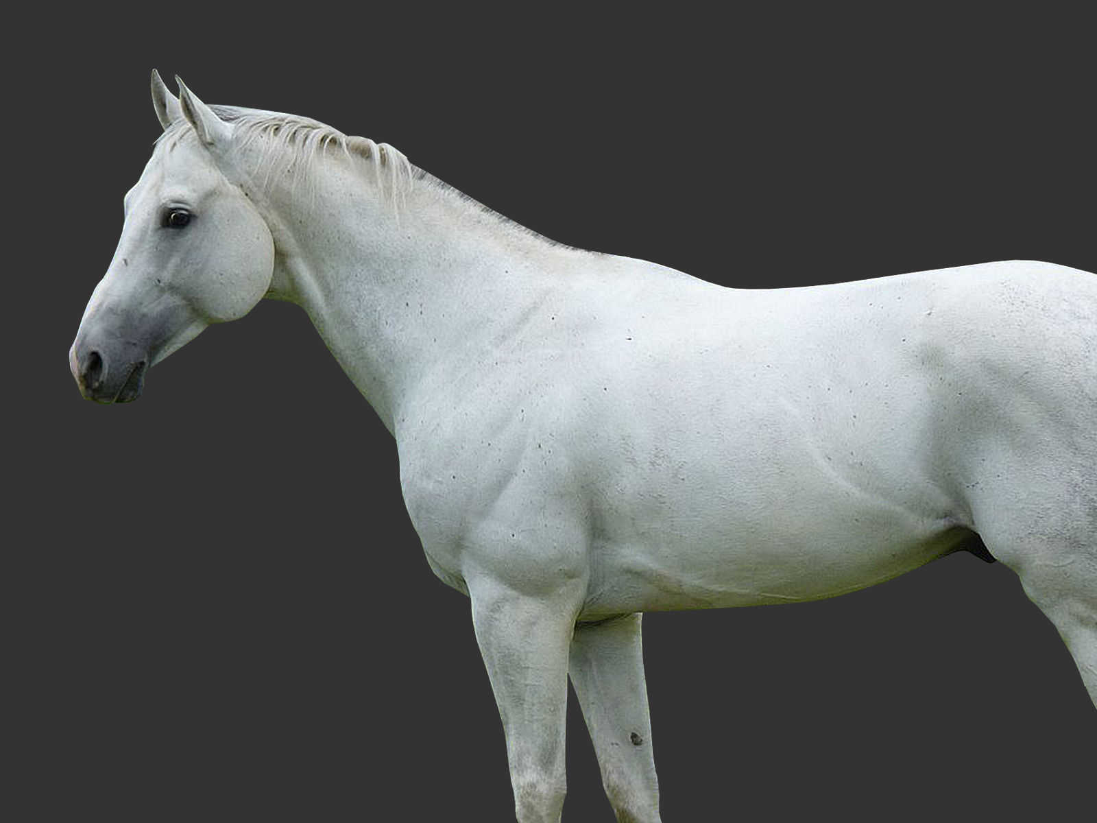 アングロアラブ種