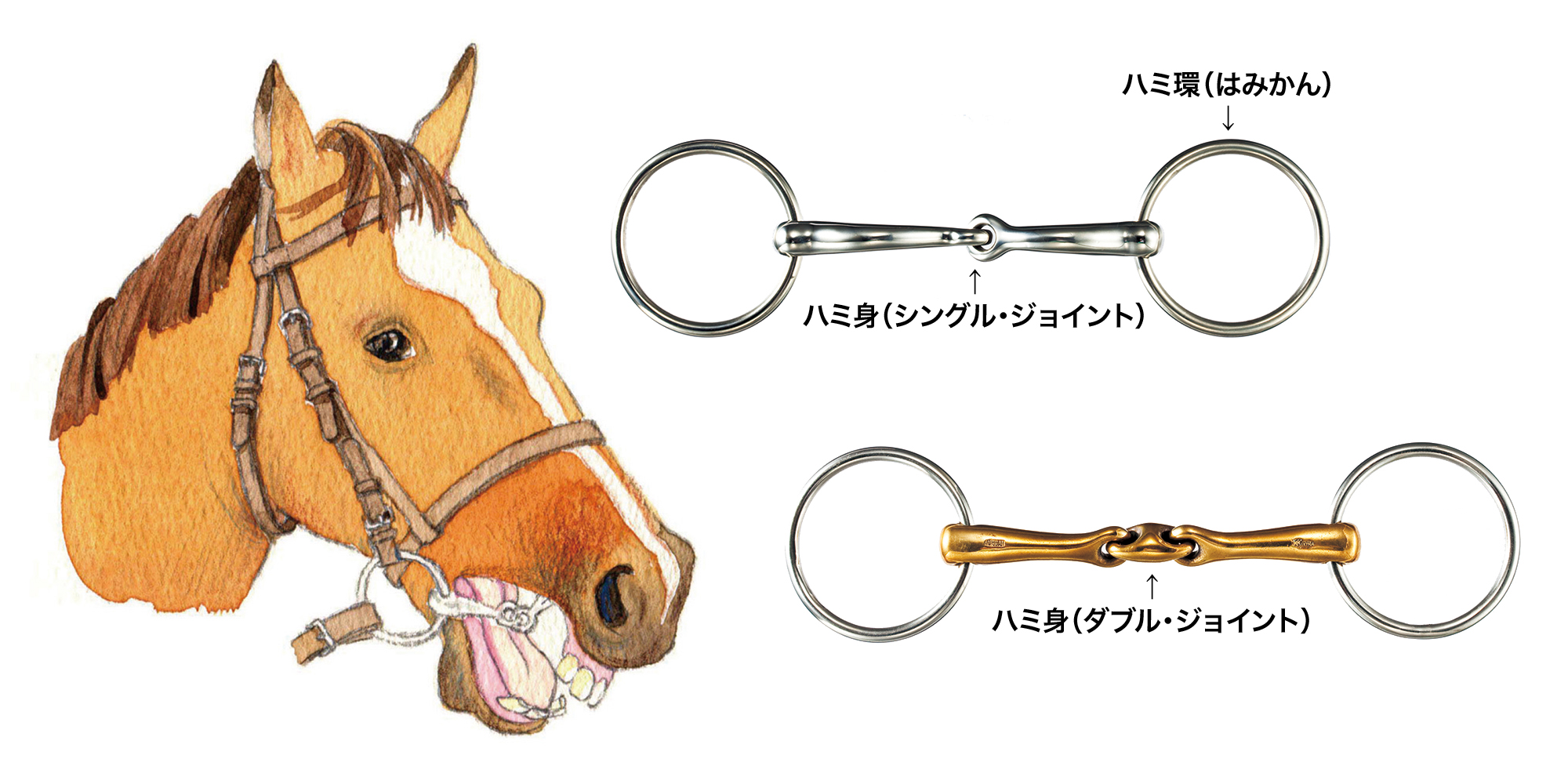 初心者必見】乗馬用語集：レッスンで使う基本から馬術用語まで解説