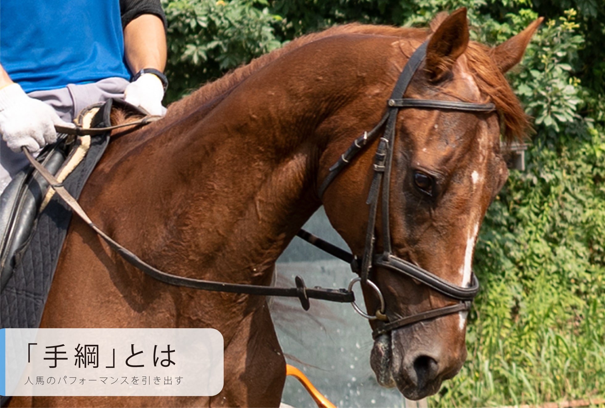 手綱